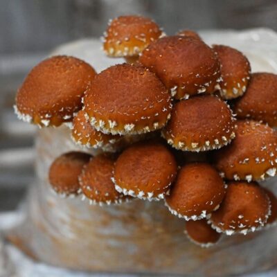 Chestnut