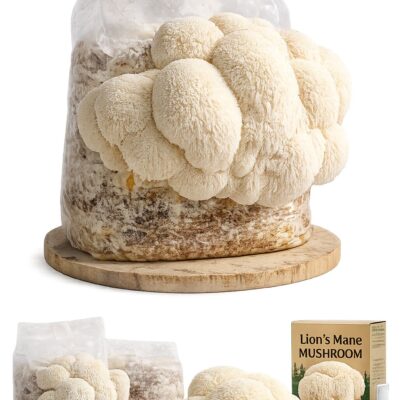 Kit Fructificare Lion's Mane