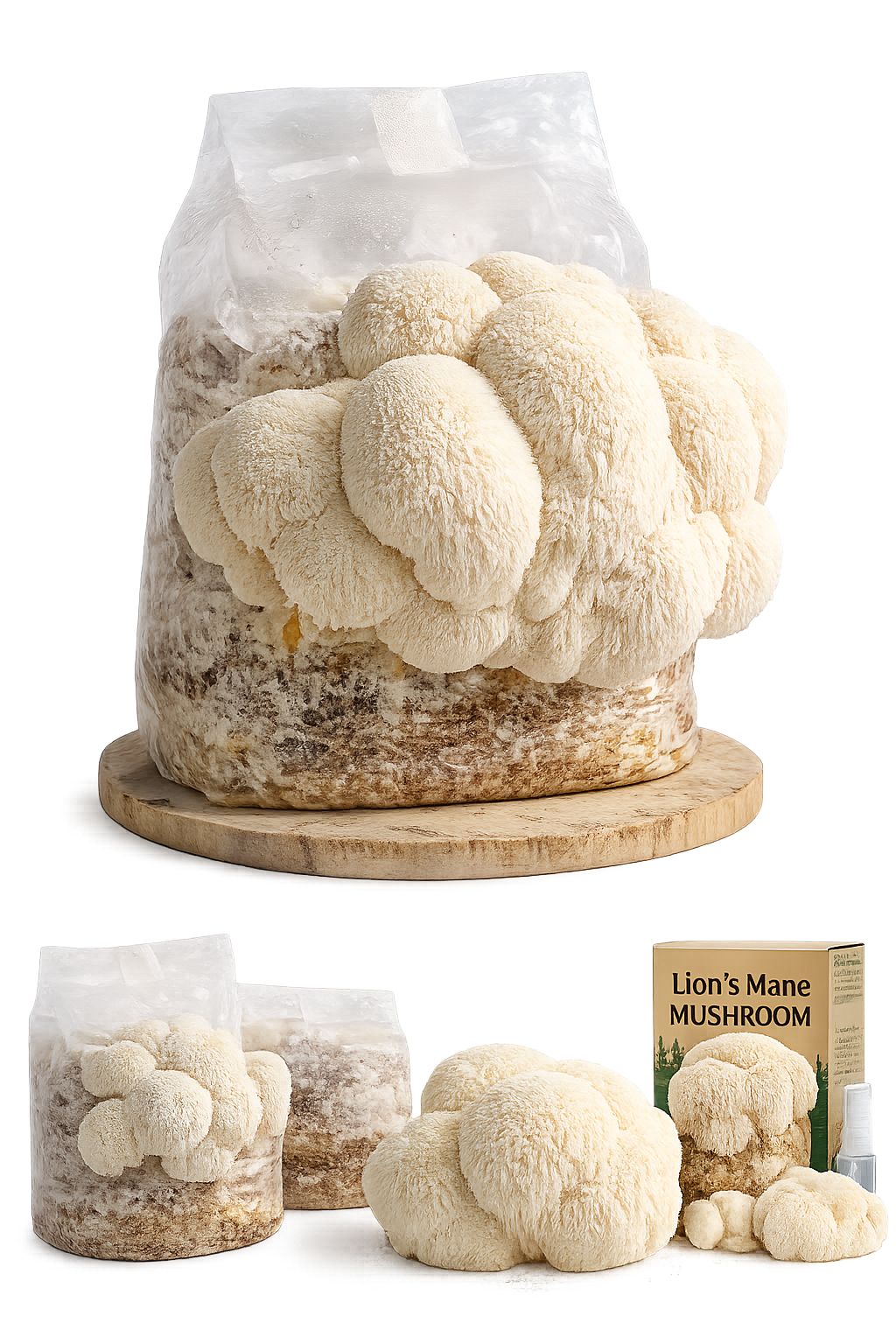 Kit Fructificare Lion's Mane