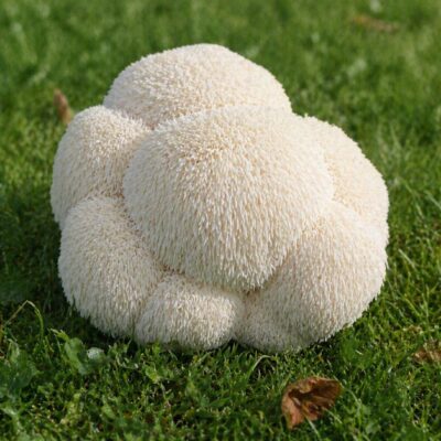 Lion's Mane Proaspăt