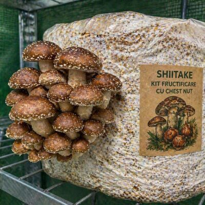 Kit Fructificare Chestnut Mushroom